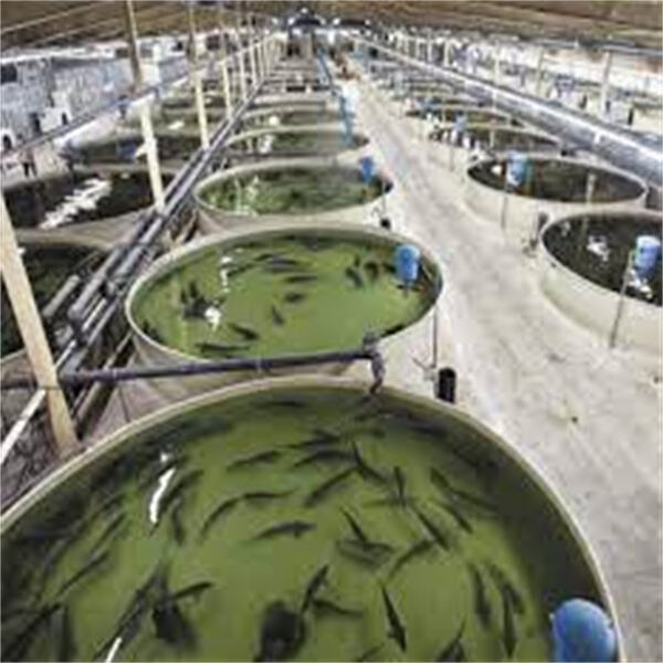 Safety of Sustainable Aquaculture