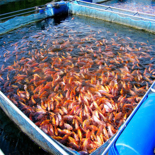 Promoting sustainable practices in extensive aquaculture industry.