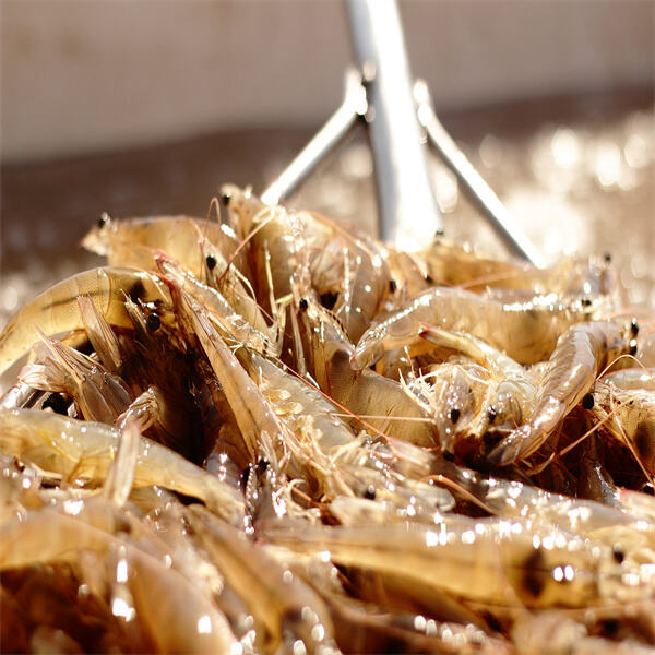 How freshwater shrimp aquaculture is helping to meet the growing demand for seafood.