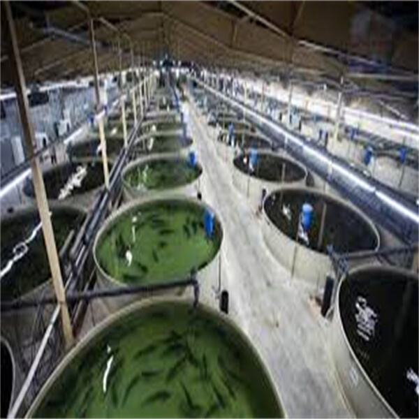 Safety of Fish Farming: