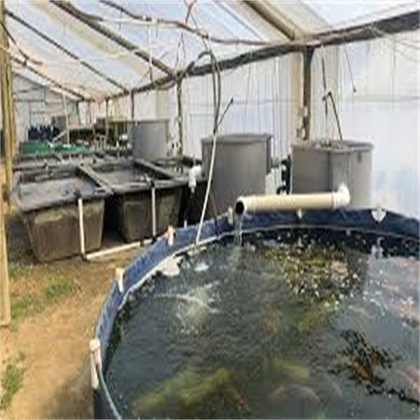 Innovation in Tilapia Fish Farming