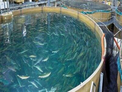 現代の再循環型アクアカルチャーにおけるエンドツーエンドのトレーサビリティ