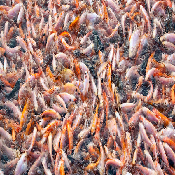 How salmon fish farms contribute to global food security