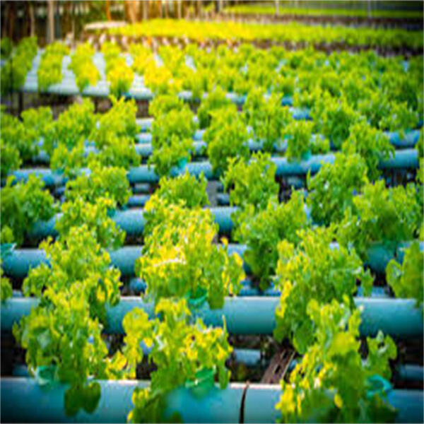 Innovation of Aquaponics Plants