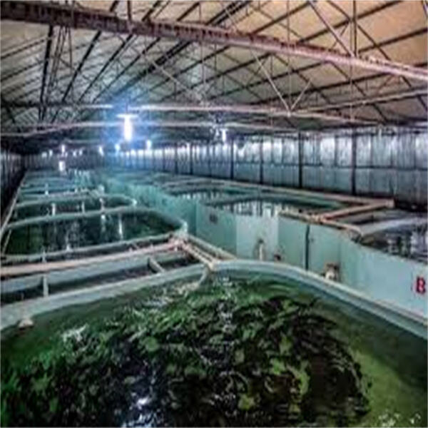 Simple Tips to Use Integrated Fish Farming