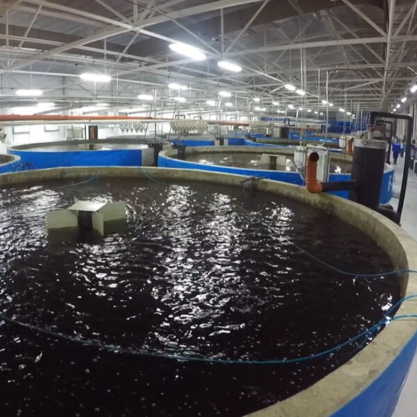 Safety in Aquaculture