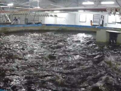 طراحی انرژی‌کارآمد RAS برای تولید داخلی ماهی با عملکرد بالا