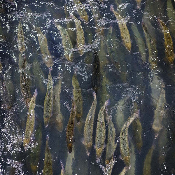 Innovations in salmon fish farming technology