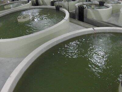 We bring you an aquaculture system that perfectly integrates environmental protection and technology