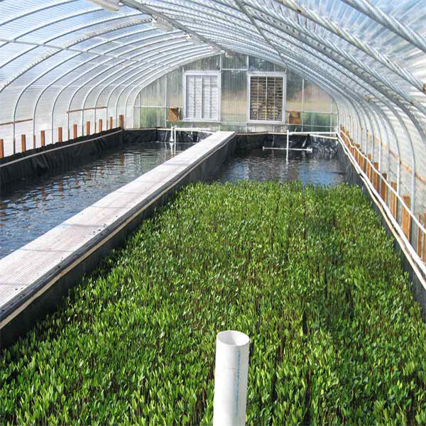 Maximizing efficiency through integrated aquaculture techniques