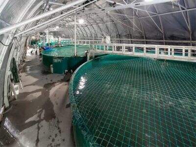 تحليلات البيانات في الوقت الفعلي للحصول على أسماك أكثر صحة ومحاصيل أعلى