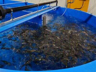 Aquaculture Methods Perfect for Beginners