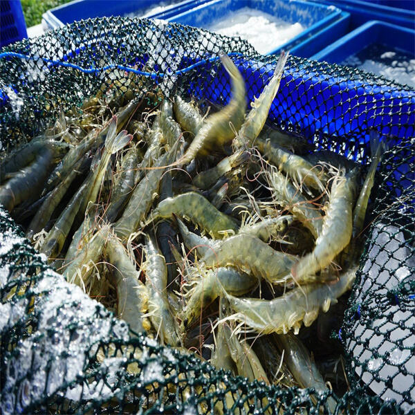 Challenges and opportunities in the fresh water prawn farming industry
