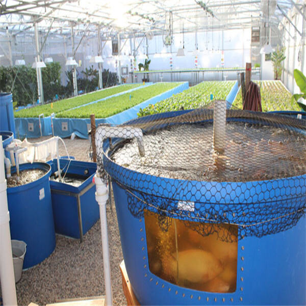 Safety of Aquaponic Farming