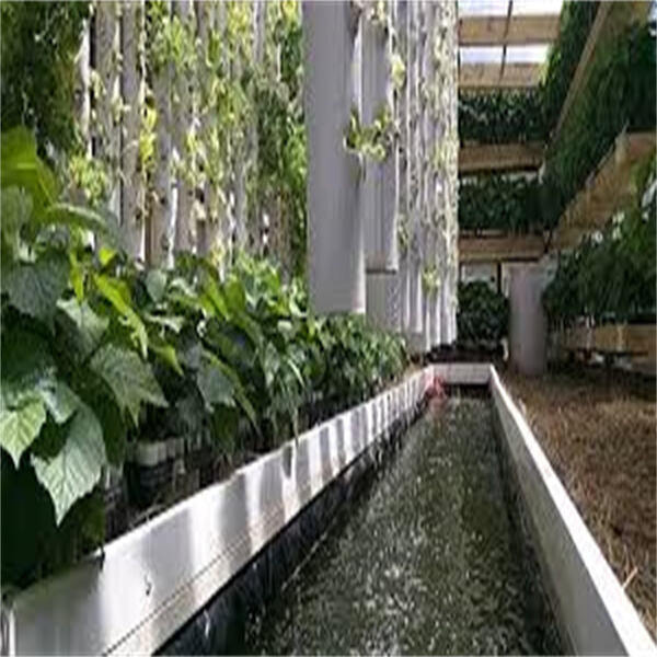 Safety and Use of Aquaponics Greenhouse