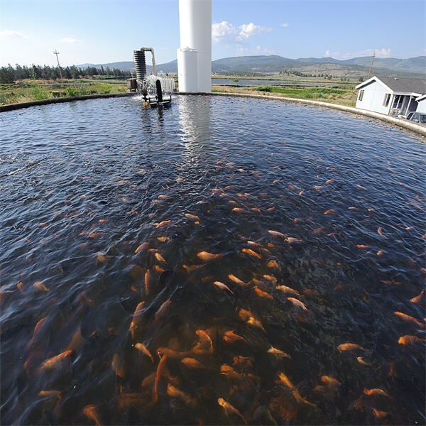 Cooking with Farmed Tilapia