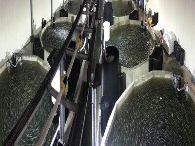 Đào tạo người vận hành được bao gồm trong mọi lần giao hàng Hệ thống Nuôi trồng Thủy sản Linh hoạt (Modular RAS)