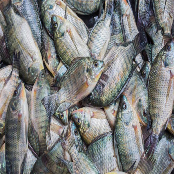 Innovations in tilapia farming techniques