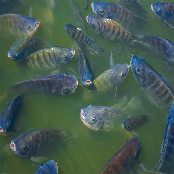 Disease Management and Environmental Sustainability