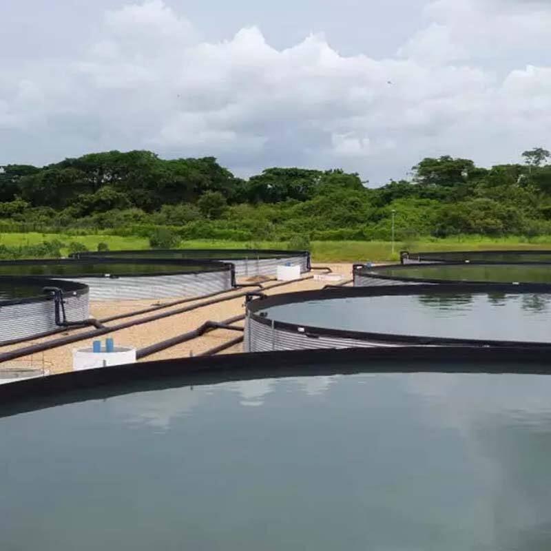 Running water high-density aquaculture system