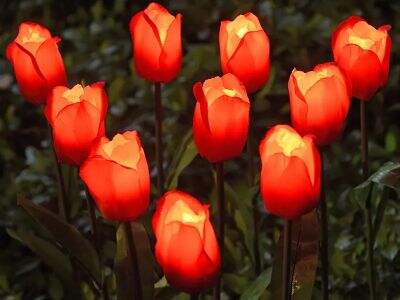 Landscape Light Guide: How to Design and Install Outdoor Landscape Lighting