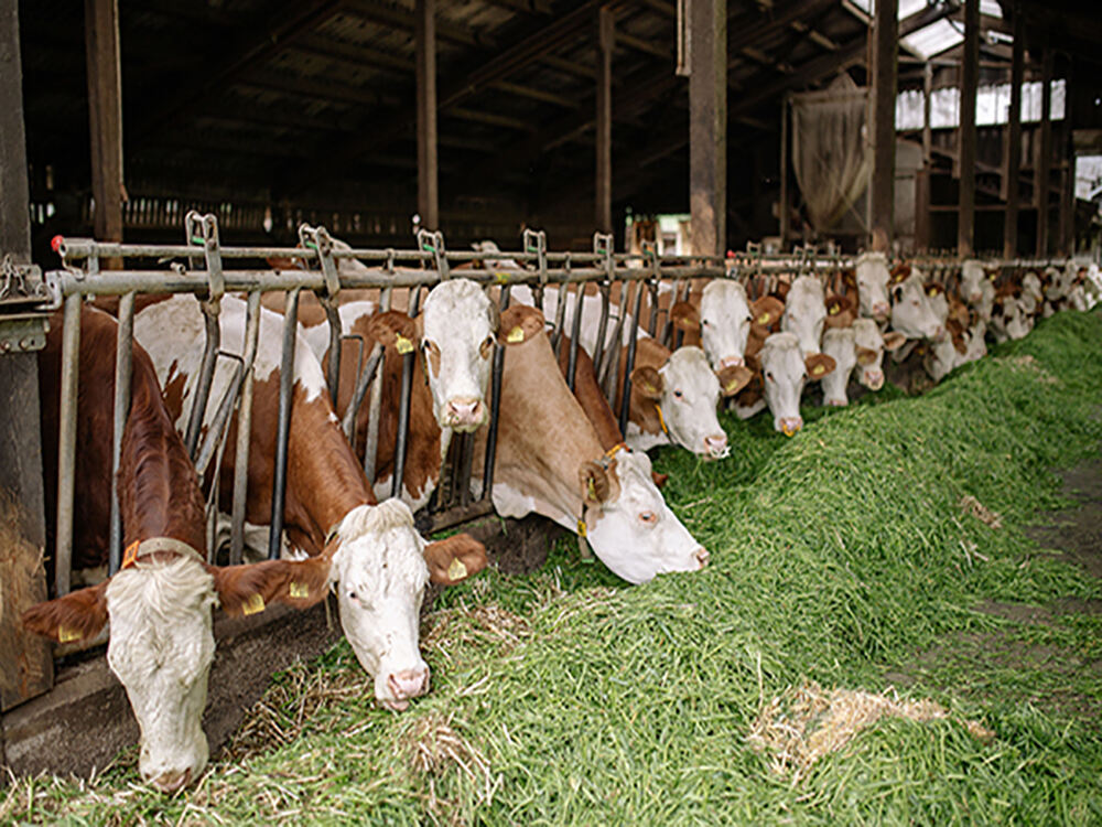 The role of RFID Ear Tags In The Livestock Industry