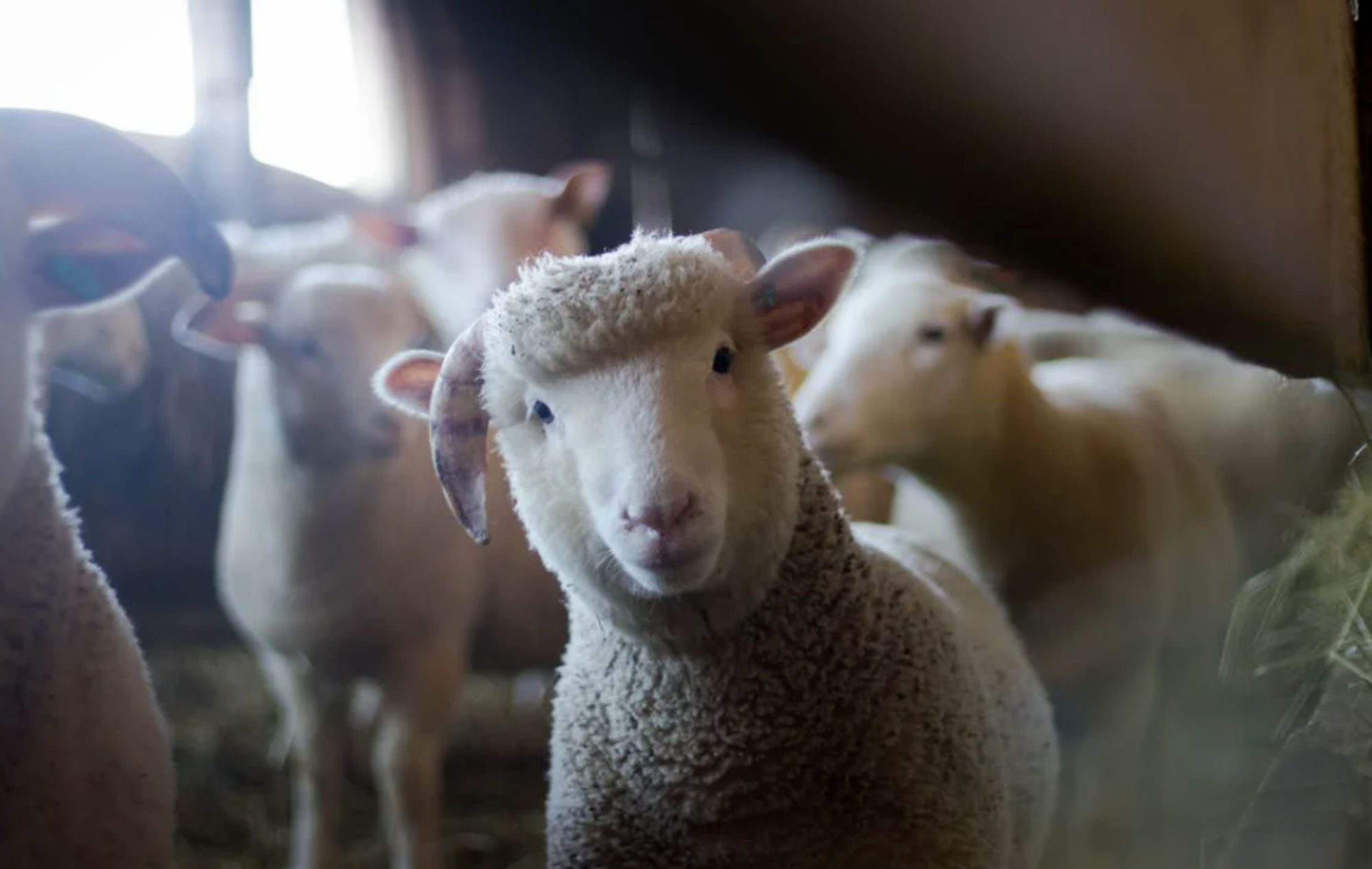 Australia uses RFID to track wool