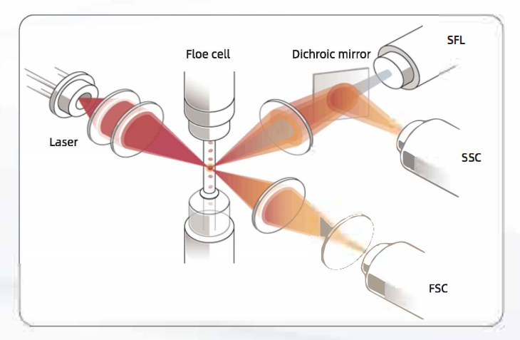 Automatic Hematology System details