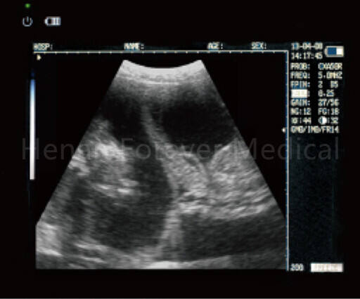 VET ULTRASOUND