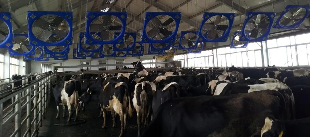 1.2m Cattle Shed Ventilation Greenhouse Fan Dairy Exhaust Fans Cow House Exhaust Fan manufacture