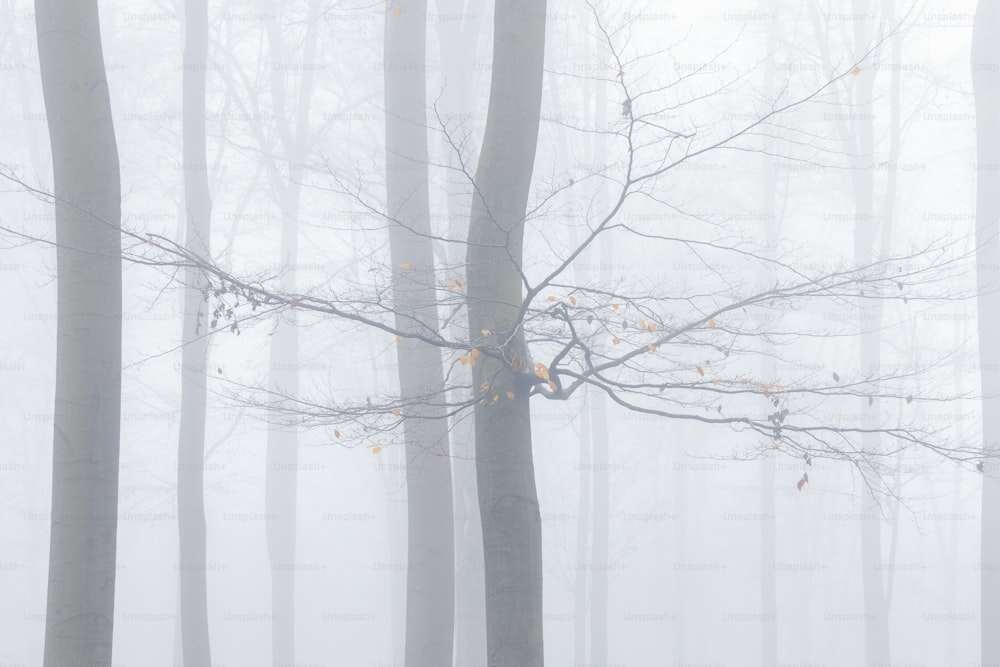 a foggy forest filled with lots of trees