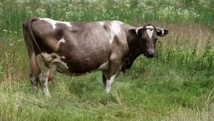 cattle feeding machine (5)