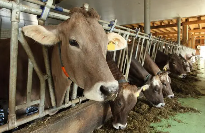 cattle feeding machine (1)