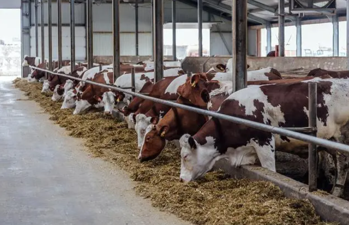 cattle feeding machine (3)