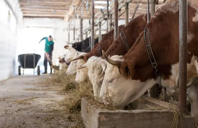 cattle feeding machine (2)