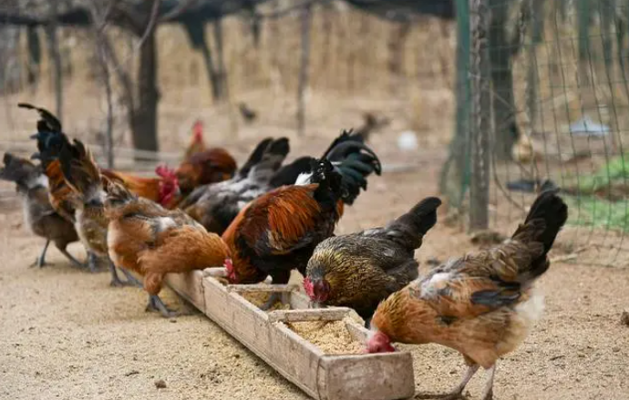 chicken feed machine (3)