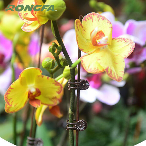 Safety: Why Orchid Clips Are Safer