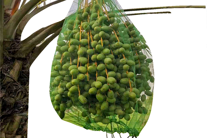 Manufacturing And Distributing Date Palm Harvest Mesh Bag PE Monofilament Mesh Bag