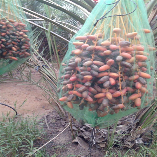 Fabricación y distribución de bolsa de malla para cosecha de palmera datilera, bolsa de malla de monofilamento de PE