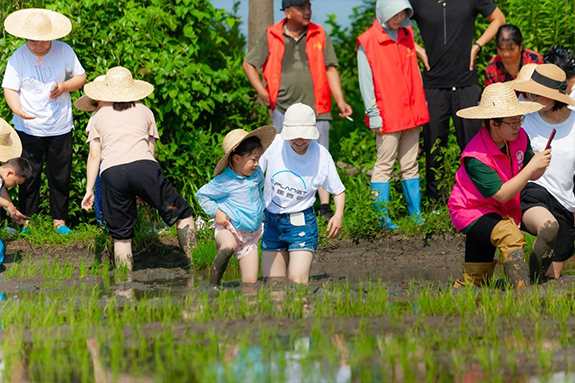 Happiness in “rice fields” – Xinyuan Village partners with Shanghai Baobang to carry out the “parent-child fun transplanting” farming experience activity