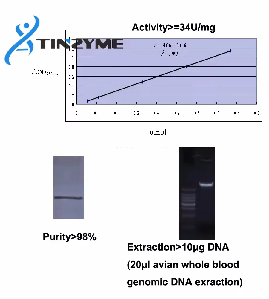 Proteinase K: Enhancing Protein Degradation Efficiency