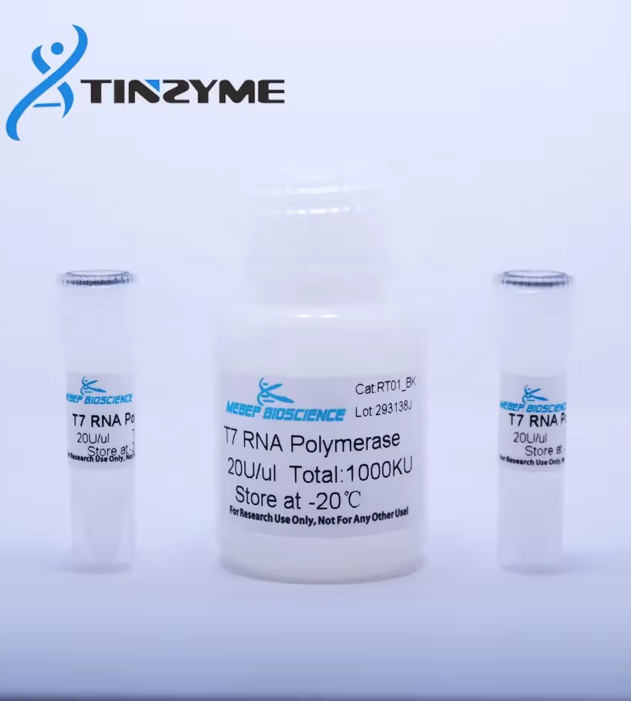 T7 RNA Polymerase: Accelerating RNA Research