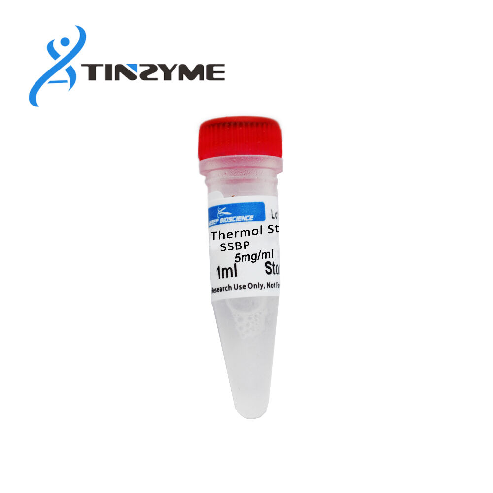 Advanced Thermostable Single-Stranded DNA Binding Protein - Robust SSB for Enhanced Stability and Efficiency in High-temperature PCR, Cloning, and Nucleic Acid Manipulation