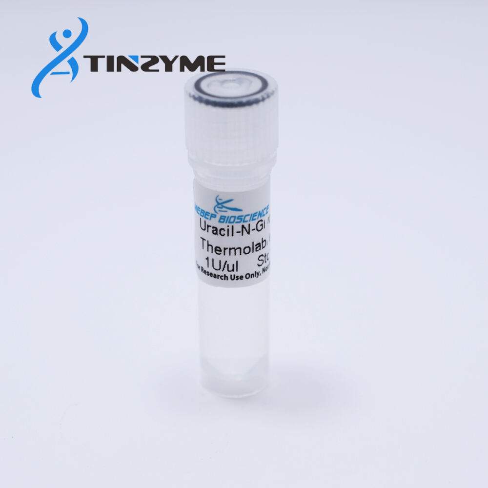 Thermolabile Uracil-DNA Glycosylase (UNG) Enzyme - Highly Specific for dU Removal in PCR and NGS Sample Preparation, Enhancing DNA Quality Control