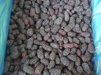 Trusted IQF Fruits from China: Quality Assurance Explained