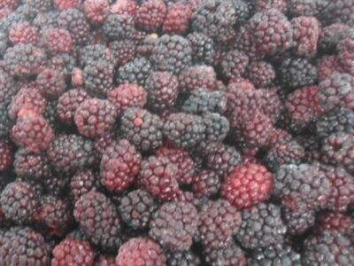 Processing Control: Ensuring Peak Quality in Frozen Foods