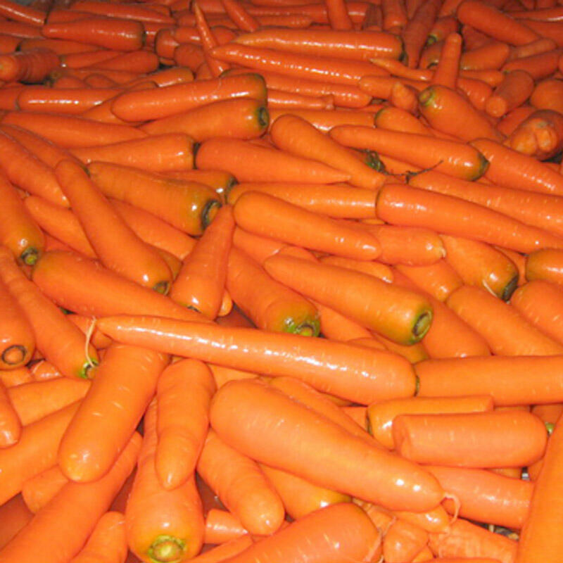 Fresh Carrot