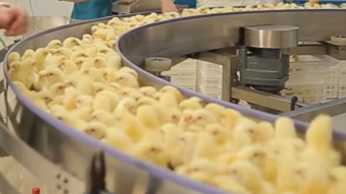 Chick Handling Equipment