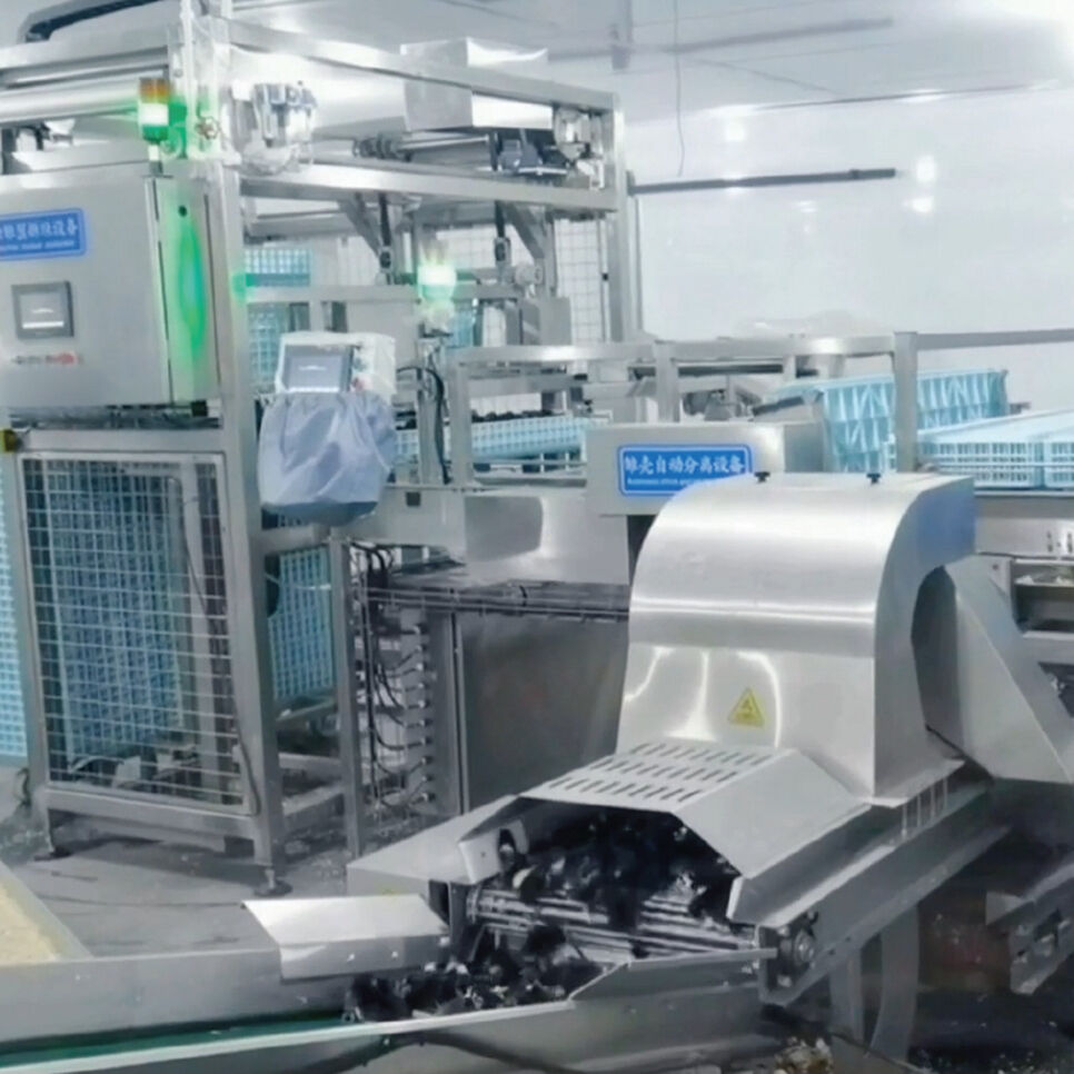 Automatic chick treating system | Chick Handling Equipment | | Beijing ...