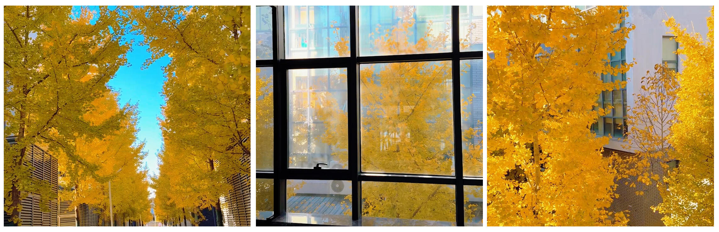 Autumn at Linkwell.jpg